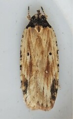 Agonopterix atrodorsella