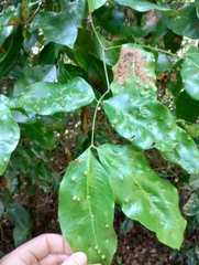 Prioria copaifera