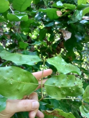 Prioria copaifera