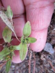 Melampodium strigosum