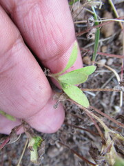 Melampodium strigosum