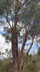 Eucalyptus obliqua