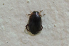 Hydaticus bimarginatus