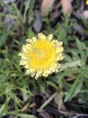 Coronidium scorpioides