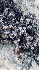 Helichrysum tinctum