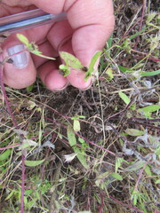 Melampodium strigosum