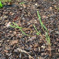 Actinodium cunninghamii