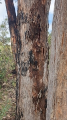Eucalyptus obliqua