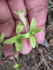 Melampodium strigosum