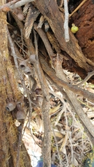 Eucalyptus obliqua