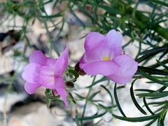 Antirrhinum tortuosum