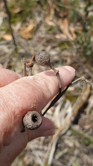 Eucalyptus obliqua