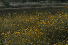 Tithonia