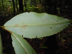 Theaceae