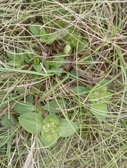 Richardia brasiliensis