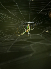 Leucauge decorata