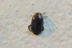 Hydaticus bimarginatus