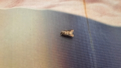 Agrotis