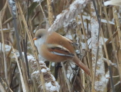 Panurus biarmicus