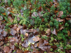 Sphagnum palustre
