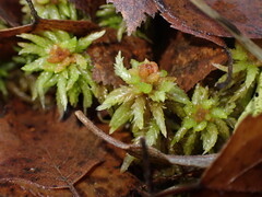 Sphagnum palustre