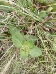 Richardia brasiliensis