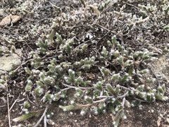 Selaginella dregei