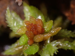 Sphagnum palustre