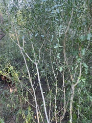 Cocculus diversifolius