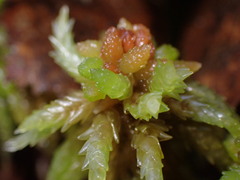 Sphagnum palustre