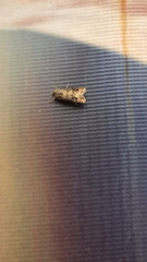 Agrotis