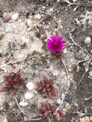 Delosperma repens