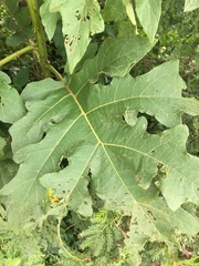 Solanum chrysotrichum