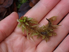 Sphagnum palustre