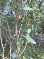 Cocculus diversifolius