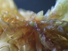 Sphagnum palustre