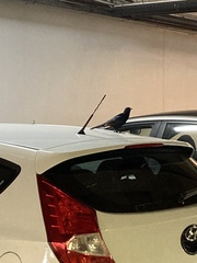 Onychognathus morio morio