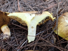 Suillus mediterraneensis