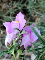 Antirrhinum tortuosum