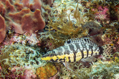 Serranus tigrinus