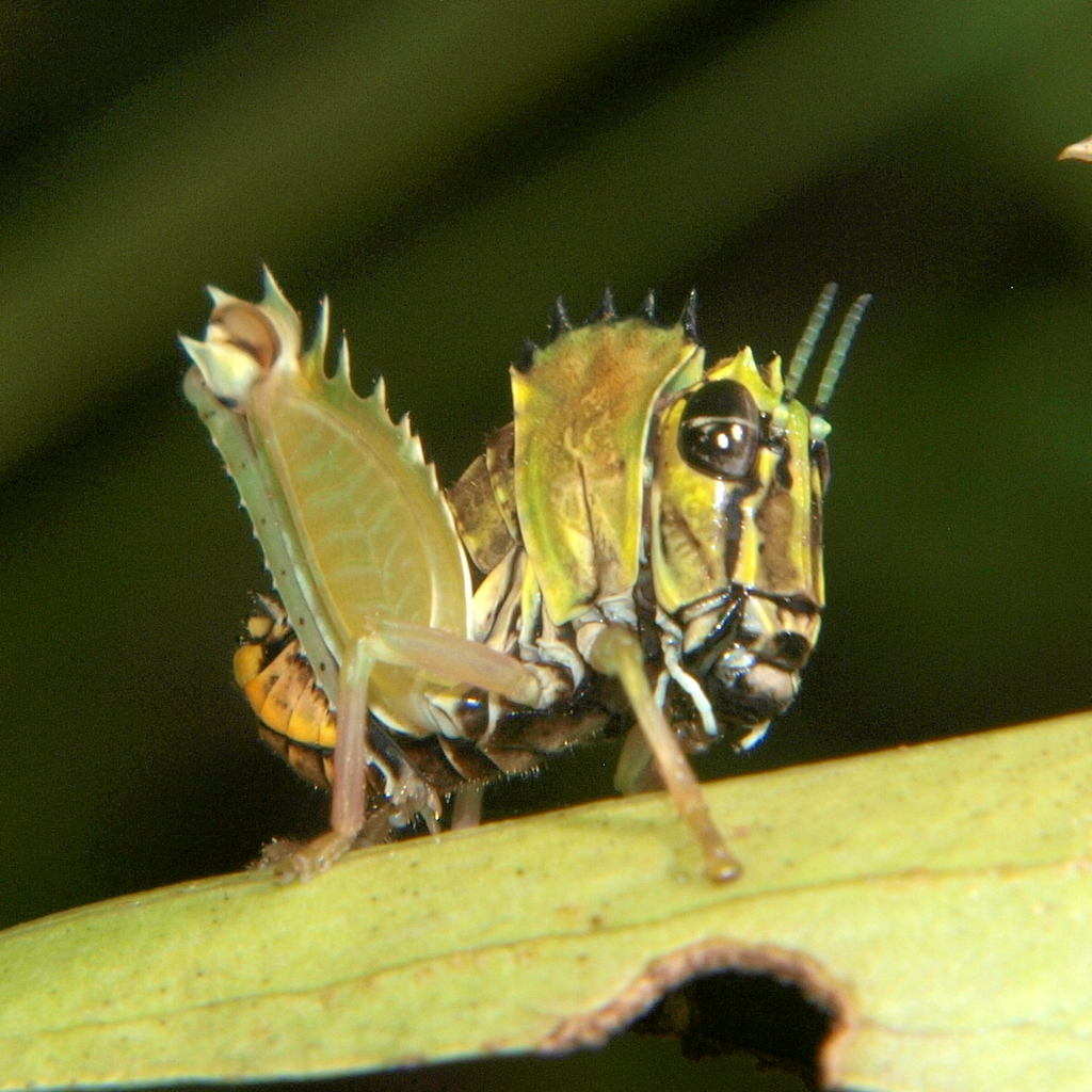 Clerithesini