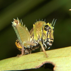 Clerithes diabolicus