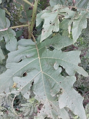 Solanum chrysotrichum