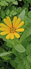 Calendula