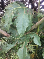 Solanum chrysotrichum
