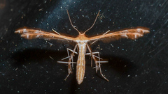 Stangeia xerodes