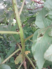 Solanum chrysotrichum