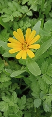 Calendula