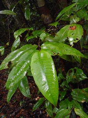 Theaceae