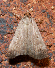 Tathorhynchus fallax